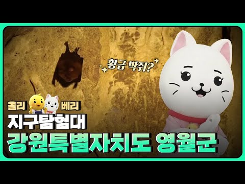 [올리베리 지구탐험대] 강원특별자치도 영월군