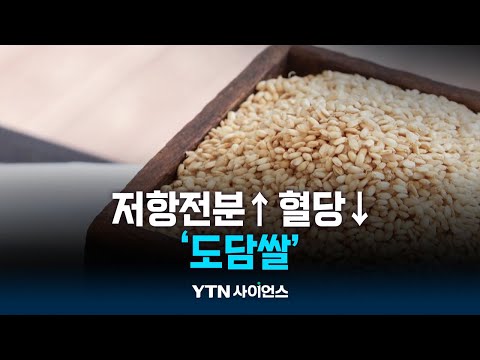 당뇨에 기특한 ‘도담쌀’…저항전분↑ 혈당↓