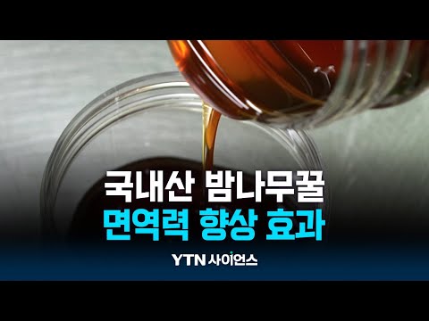 국내산 밤꿀 면역력 향상 효과 ‘톡톡’