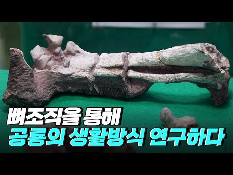 [핫클립] 공룡의 생활방식을 뼈 조직을 통해 연구하다