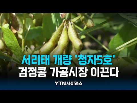몸에 좋고 맛도 좋은 청자5호 검정콩 가공시장 이끈다