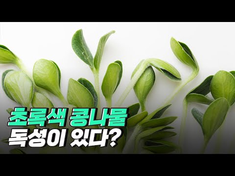 [핫클립] 초록 콩나물에는 독성이 있다?