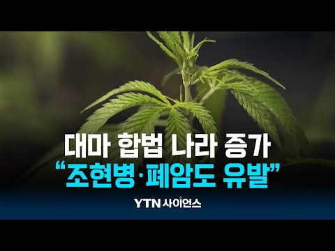 대마초 정도는 괜찮다?…”조현병과 폐암도 유발”