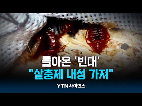 돌아온 빈대 습격…알고보니 살충제 내성 때문