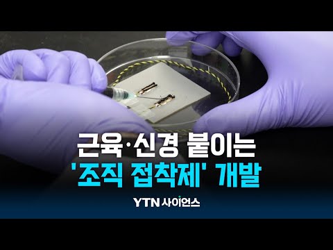 찢어진 근육·신경 붙이는 ‘조직 접착제’ 등장