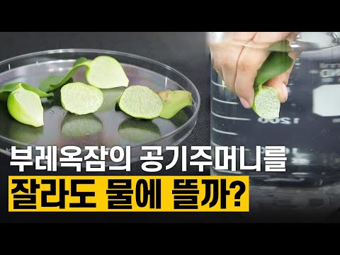 [핫클립] 부유 식물 부레옥잠, 물에 뜨는 이유