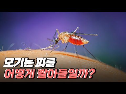 [핫클립] 세계 최초로 모기의 흡혈 영상을 관찰하다