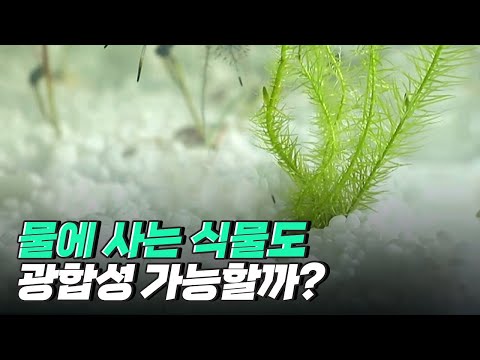 [핫클립] 침수식물도 광합성을 할 수 있을까?