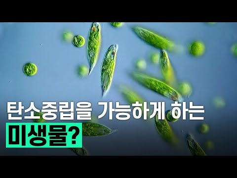[핫클립] 차세대 바이오 식용 소재, 유글레나 배양 기술