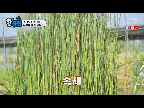 [핫클립] 수생식물 속새로 피리를 불 수 있다?