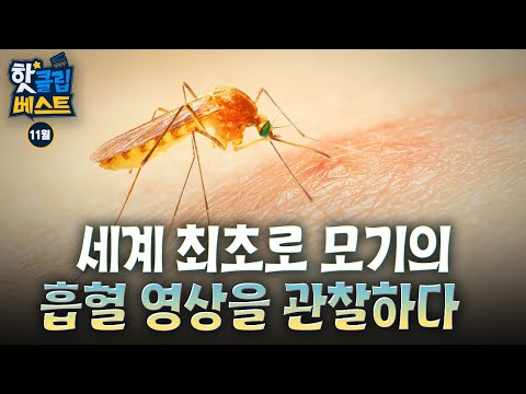 [핫클립 베스트] 세계 최초로 모기의 흡혈 영상을 관찰하다